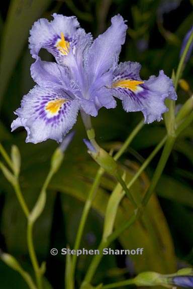 iris confusa 3 graphic